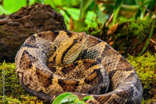 Crotalus molossus is a venomous pit viper species found in the southwestern United States and Mexico. Common names: black-tailed rattlesnake, green rattler, Northern black-tailed rattlesnake photo