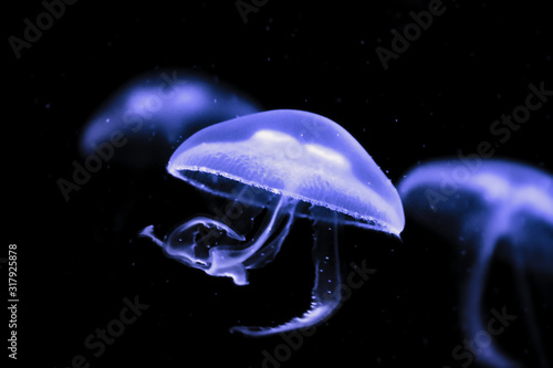 common moon jellyfish with purple coloration