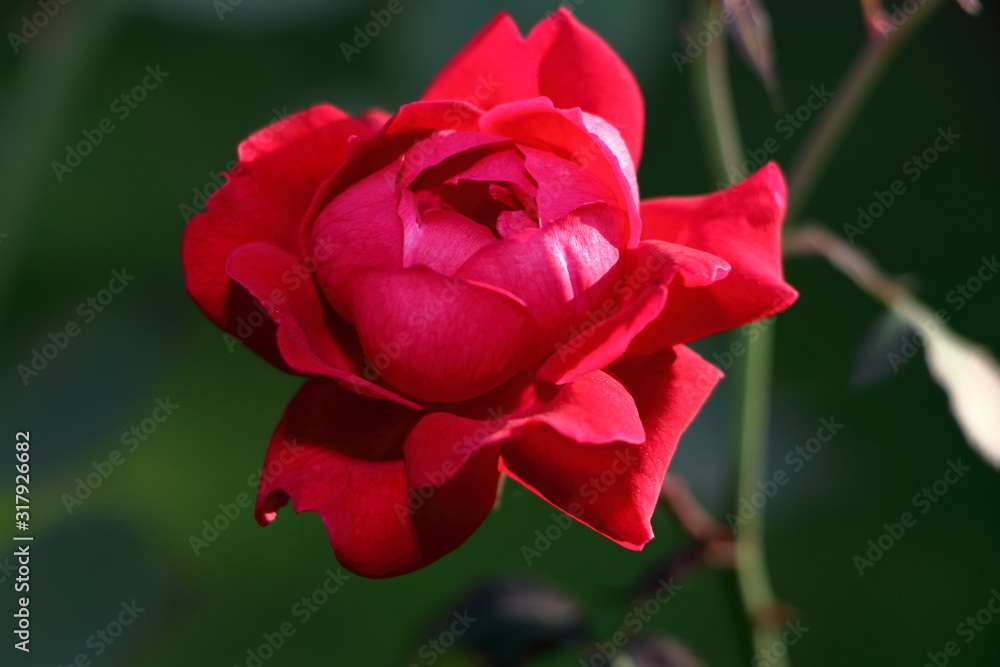 the beautiful red rose in the garden. the beautiful red rose in the garden.