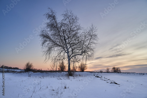 Winter landscape-frosty trees in a snow-covered birch forest on a Sunny morning. Calm winter nature in sunlight © nikolay_alekhin