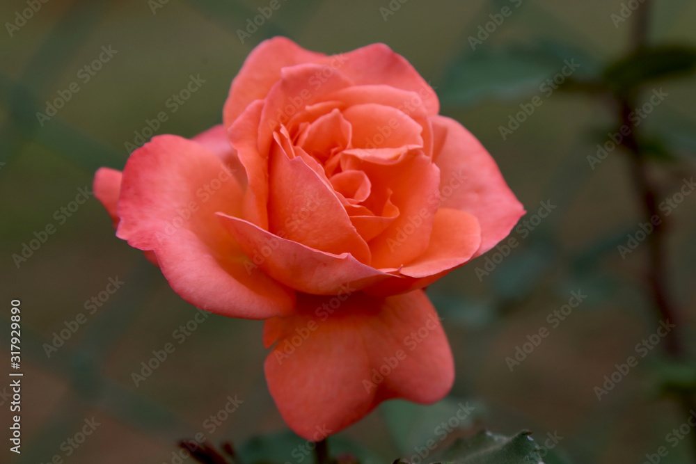 Beautiful Orange Rose in the Garden Closeup