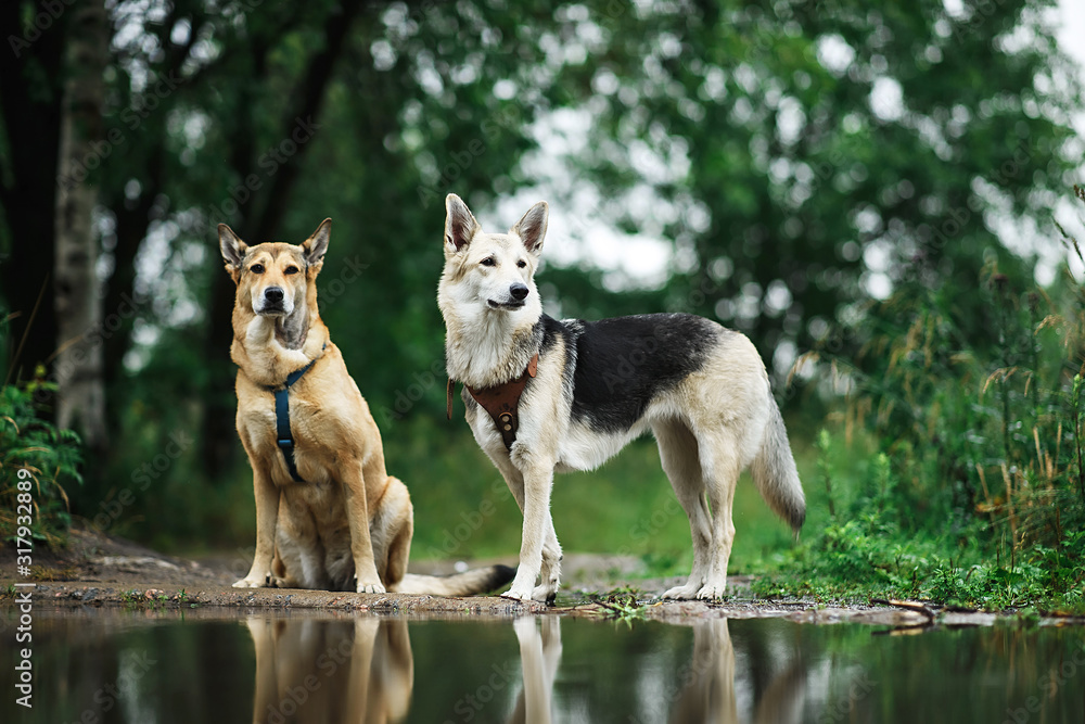 Fototapeta premium Two Obedient dogs on lake shore at cloudy day