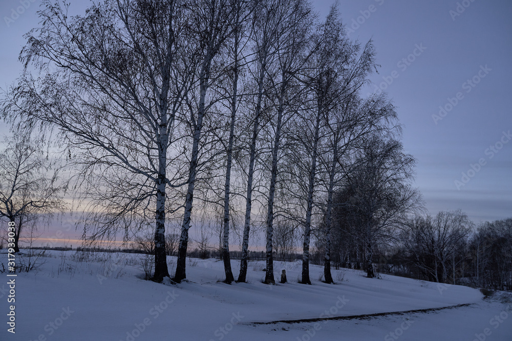 Fototapeta premium Winter landscape-frosty trees in a snow-covered birch forest on a Sunny morning. Calm winter nature in sunlight