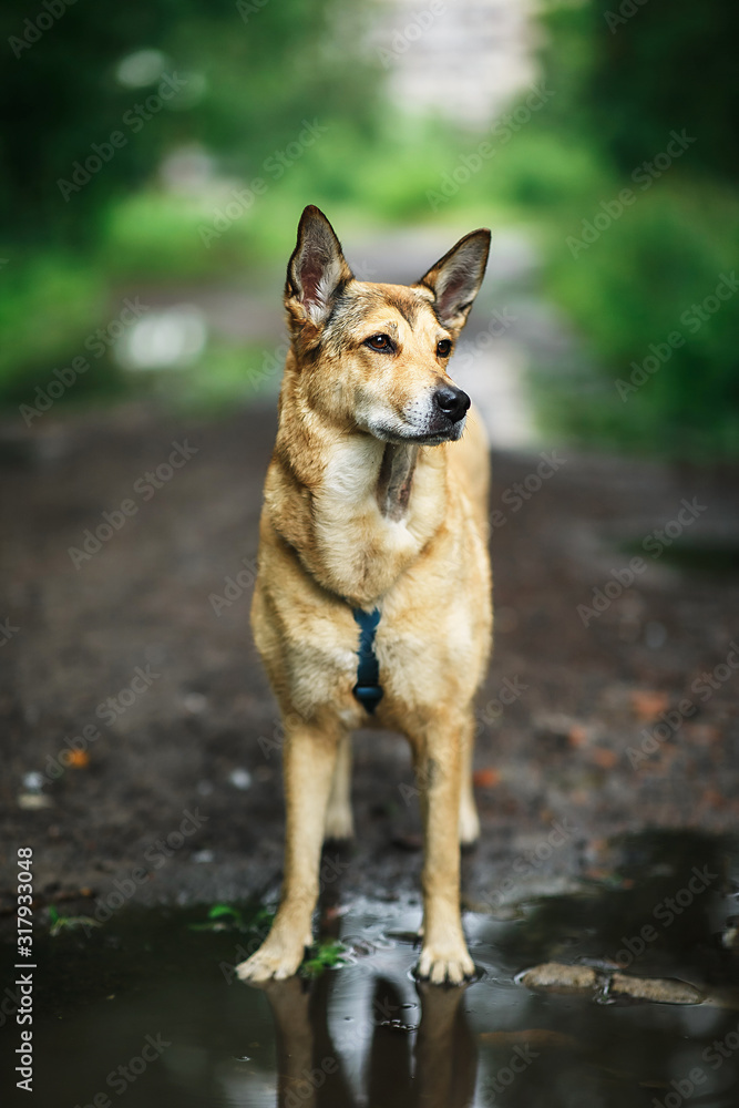 Dog standing on wet path in countryside Dog standing on wet path in countryside