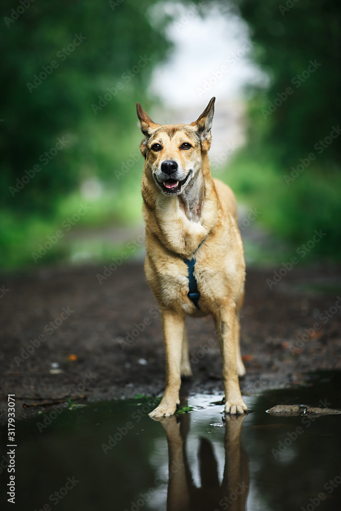 Dog standing on wet path in countryside Dog standing on wet path in countryside