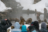 長野県地獄谷温泉のニホンザルを見る観光客　スノーモンキー