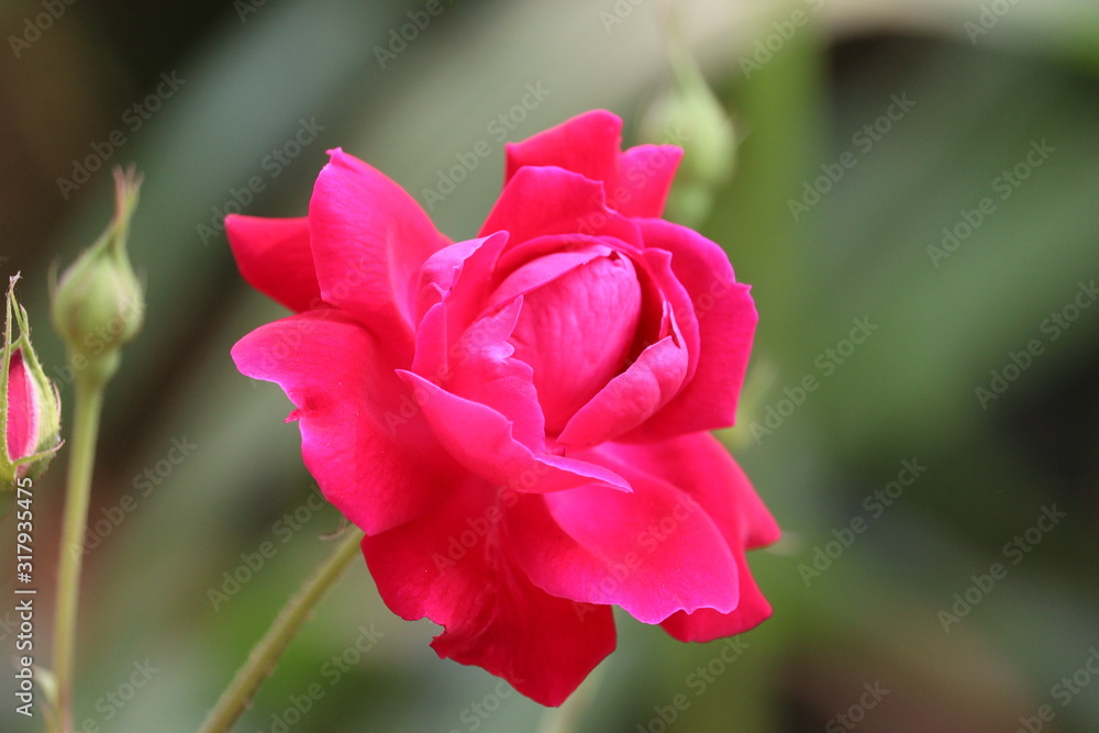 Beautiful pink rose on the rose garden in spring in a garden. Beautiful pink rose on the rose garden in spring in a garden.