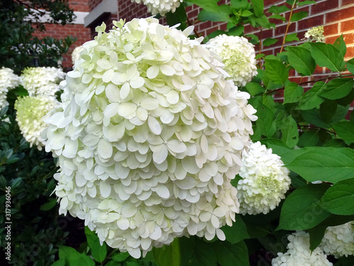 A close up of a beautiful white flower surrounded by smaller blooms with a focus on the flower and a blurred background