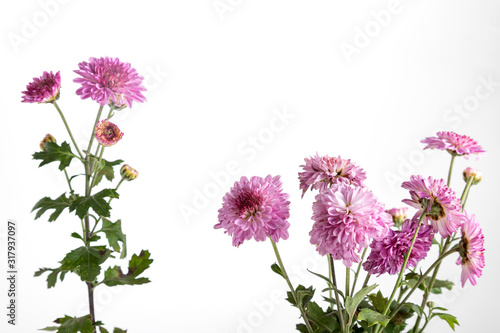 Beautiful Pink chrysanthemum isolated on white