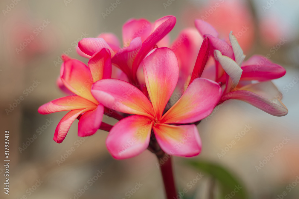 Fototapeta premium Close up of pink Frangipani flowers. Blossom Plumeria flowers on blurred background. Flower background for wedding decoration.