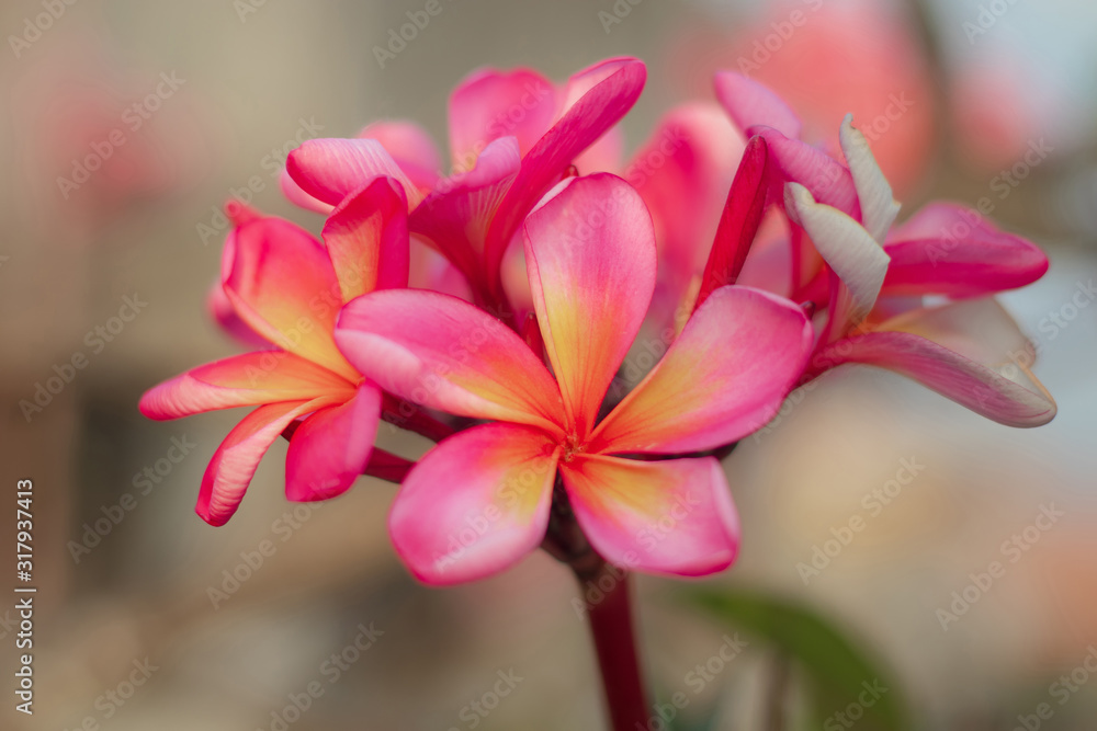 Close up of pink Frangipani flowers. Blossom Plumeria flowers on blurred background. Flower background for wedding decoration.