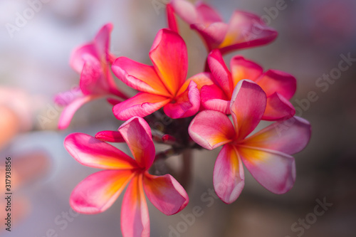Branch of pink Frangipani flowers. Blossom Plumeria flowers on light blurred background. Flower background for decoration.