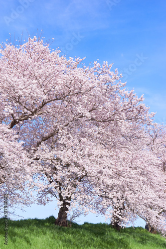 Carta da parati 満開の桜並木　青空