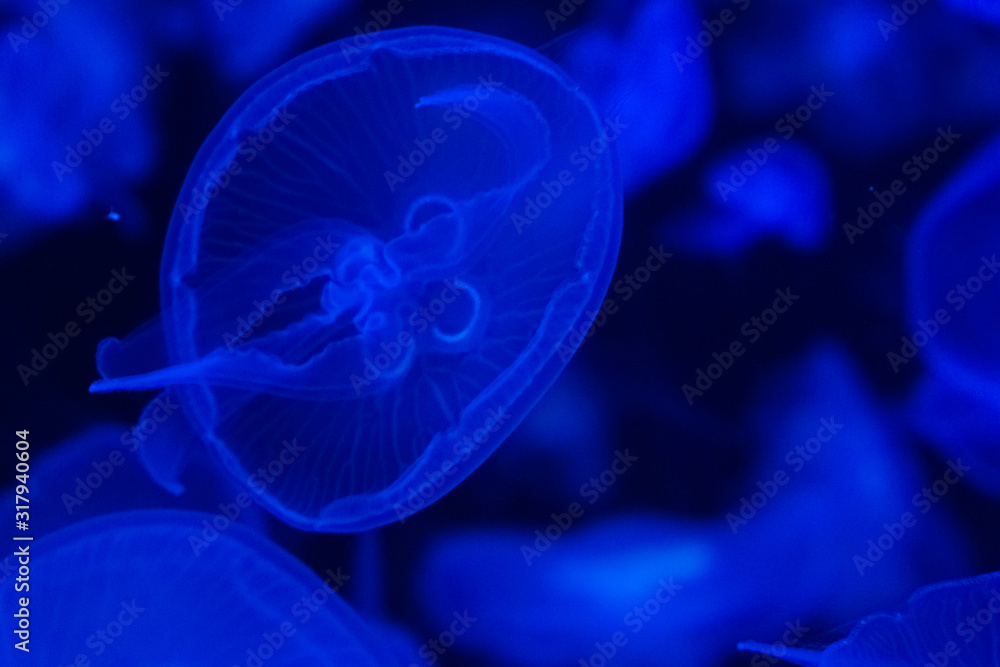 A lot of transparent blue jellyfish on a black background A lot of transparent blue jellyfish on a black background
