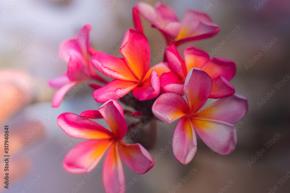 Branch of pink Frangipani flowers. Blossom Plumeria flowers on light blurred background. Flower background for decoration.