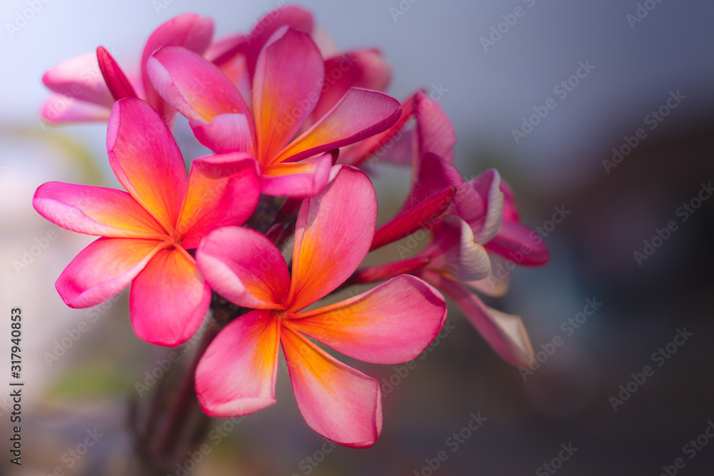 Close up of pink Frangipani flowers. Blossom Plumeria flowers on blurred background. Flower background for wedding decoration. Close up of pink Frangipani flowers. Blossom Plumeria flowers on blurred background. Flower background for wedding decoration.