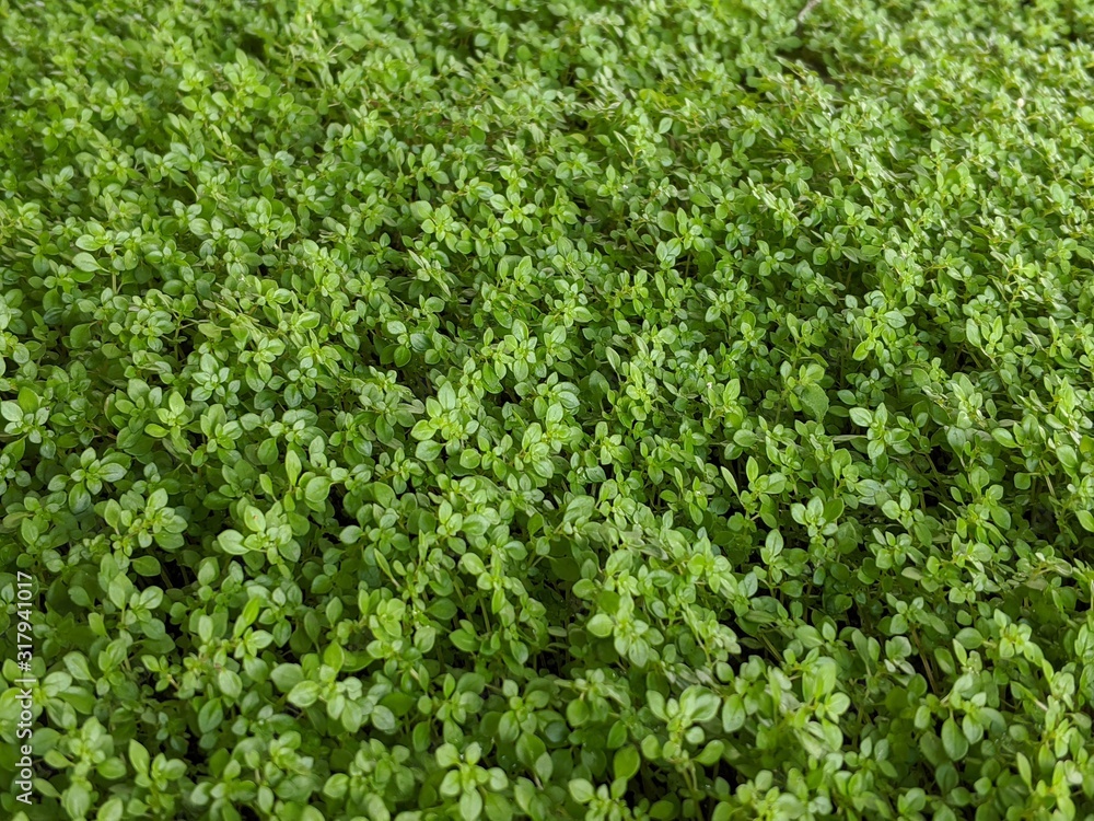 Green Moss field texture background, close up view Green Moss field texture background, close up view
