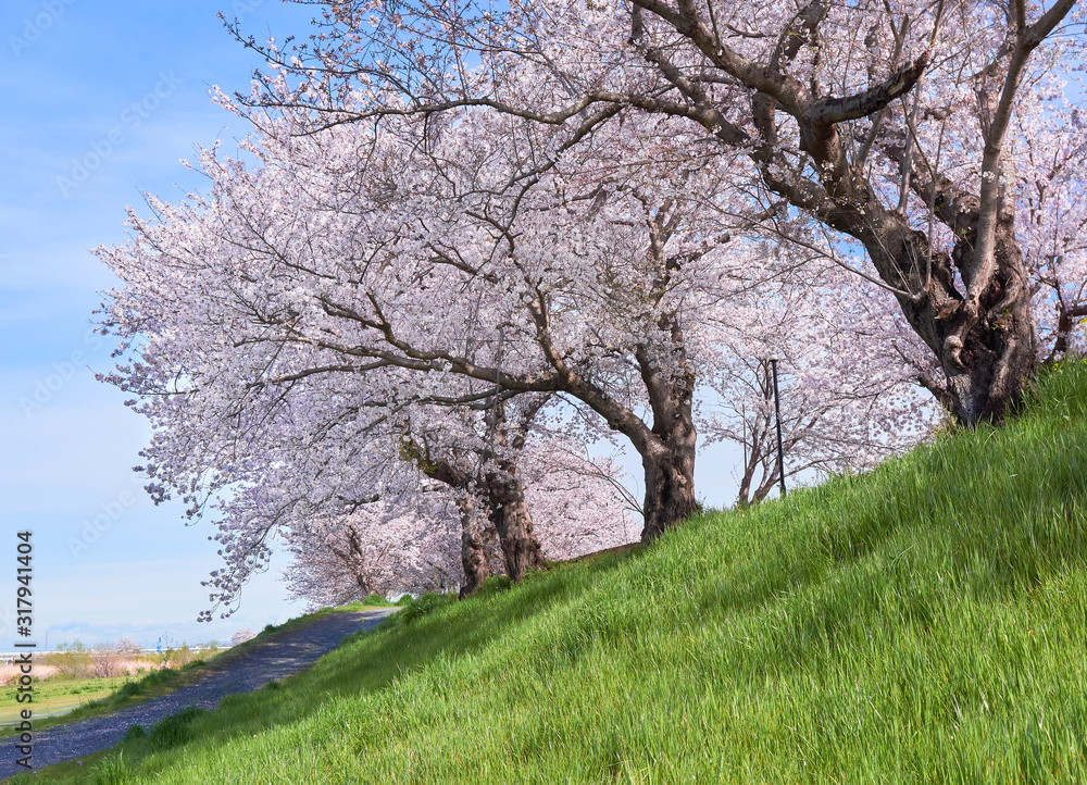 堤防沿いの桜並木と青空 堤防沿いの桜並木と青空