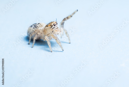 jumping spider isolated on blue background