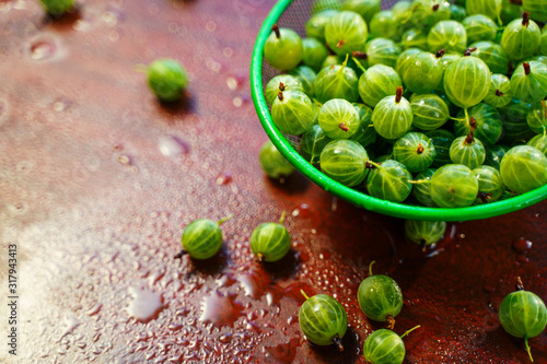 Heap of green wet washed gooseberry fruit in a colander on table. A scattering of large juicy berries on the table © v_sot