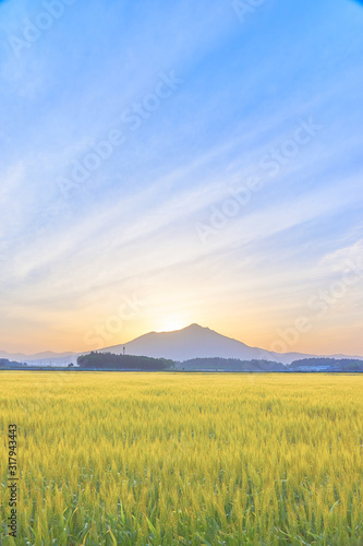 筑波山と麦畑　夜明け © sora_nus