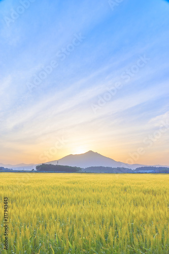 筑波山と麦畑 夜明け