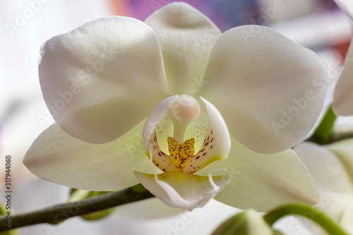 Beautiful blooming white orchid flowers close up