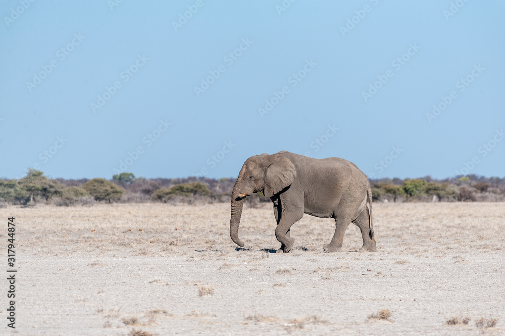 Fototapeta premium One big male African Elephant -Loxodonta Africana- walking down the plains of Etosha National Park.