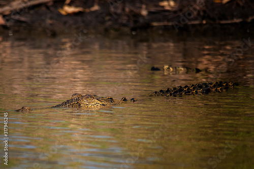 Saltwater crocodile in Corroboree wetlands © Deirdre