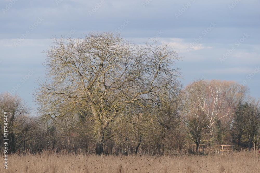 walnut tree in the field