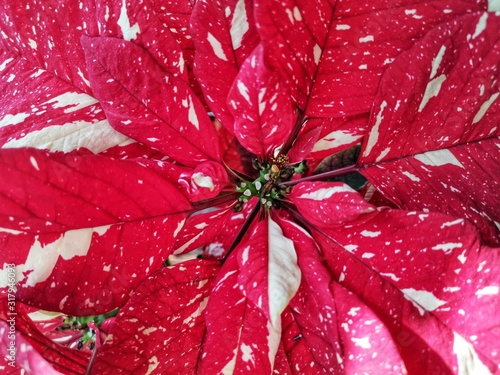 Beautiful red and white christmas poinsettia flowers.  photo