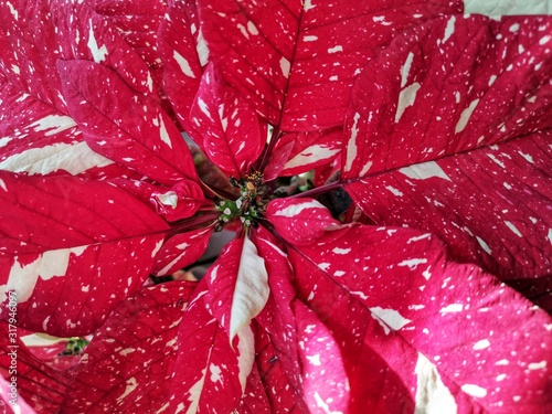 Beautiful red and white christmas poinsettia flowers. 