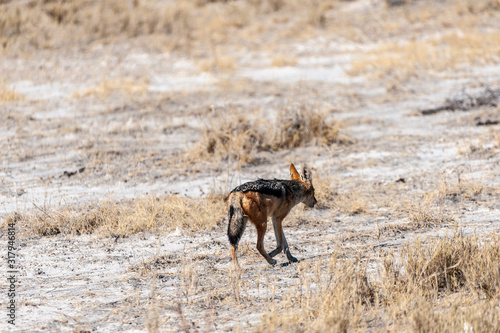 A side-striped Jackal -Canis Adustus- hunting for prey in Etosha National Park, Namibia.