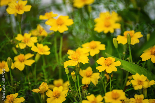 Flowering marigolds close-up