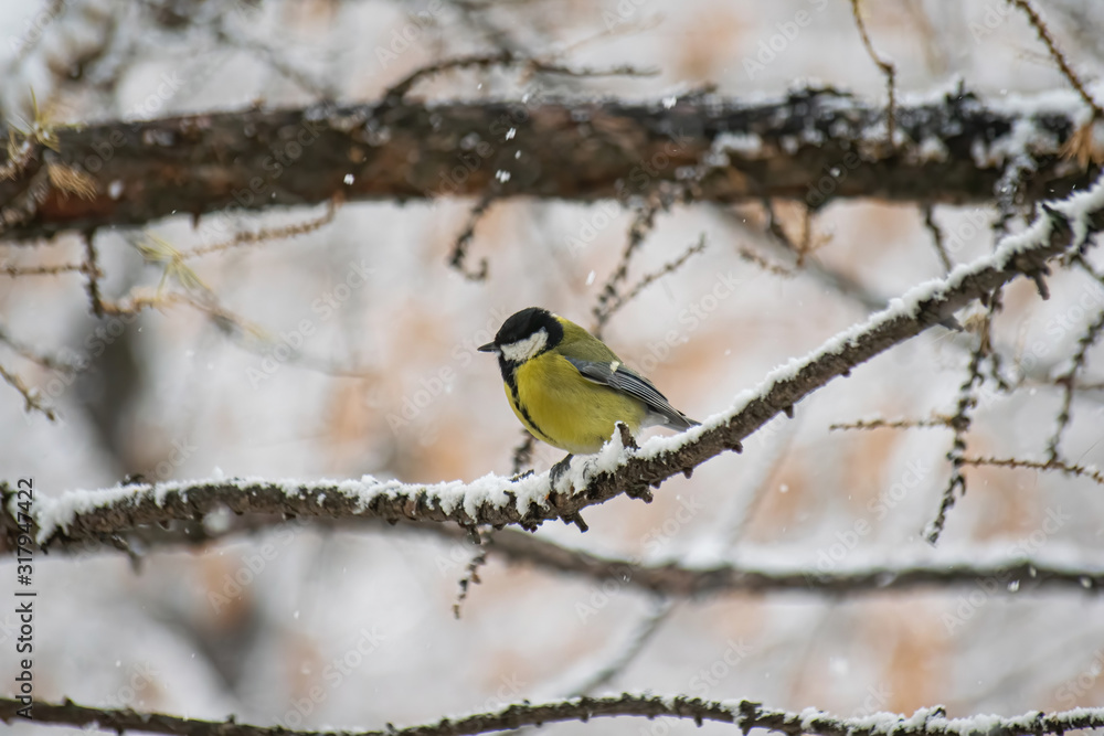 Obraz premium Titmouse w śnieżny zimowy dzień