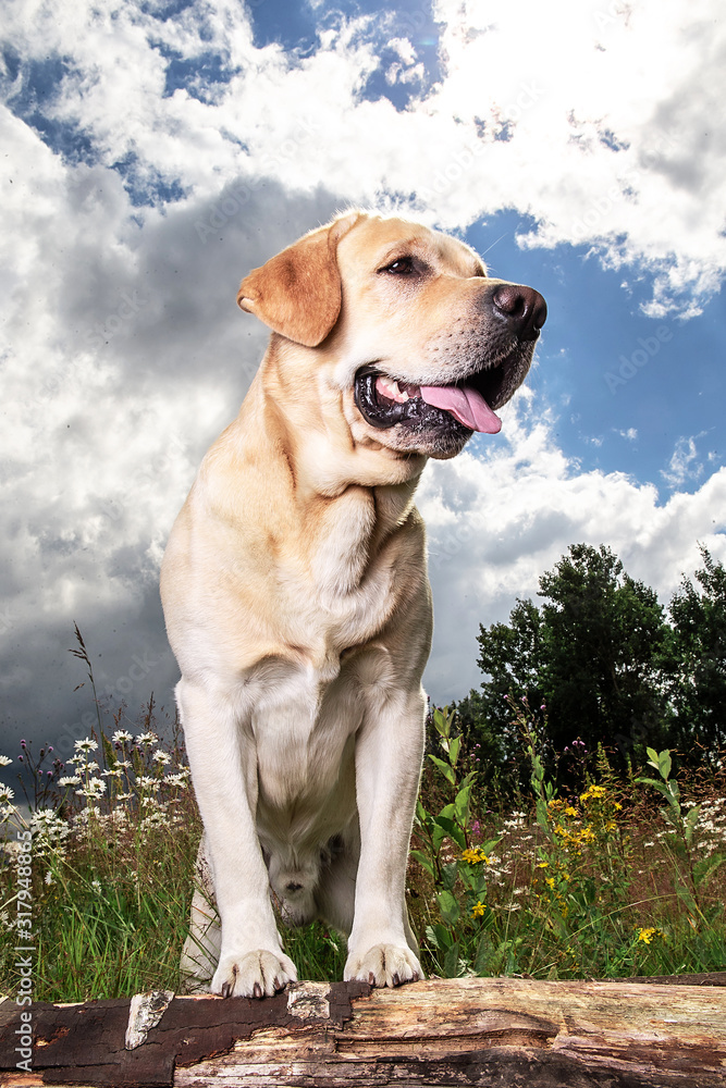 Yellow Labrador Retriever on green forest meadow Yellow Labrador Retriever on green forest meadow