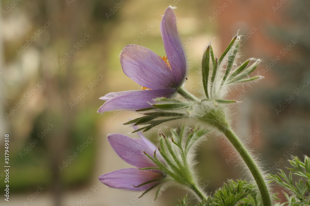 Fototapeta premium Pulsatilla flower in wild Hungarian forest.