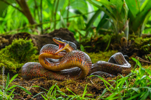 Puffing Snake - Phrynonax poecilonotus is a species of nonvenomous snake in the family Colubridae. The species is endemic to the New World photo