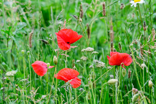 Close up of red poppy flowers and small blooms in a British cottage style garden in a sunny summer day, beautiful outdoor floral background photographed with soft focus