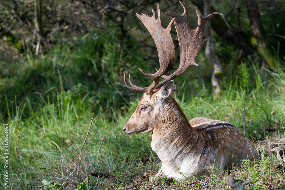 Obraz premium Deer in the dunes of the Amsterdam water supply Area / Hert in de Amsterdamse Waterleiding Duinen (AWD)