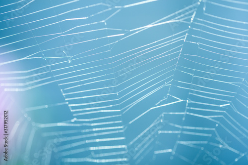 A spider web up close