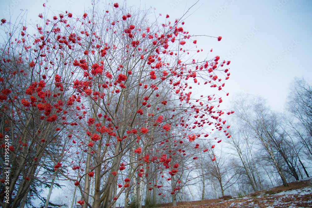 Redberry tree, typical of autumn in Italy Redberry tree, typical of autumn in Italy