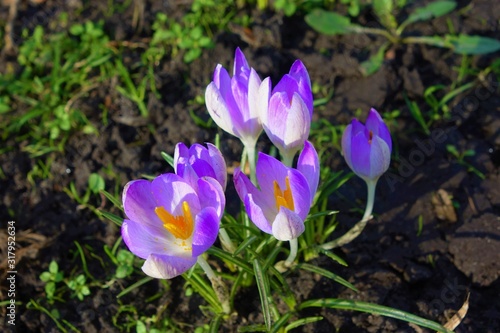 crocus in spring