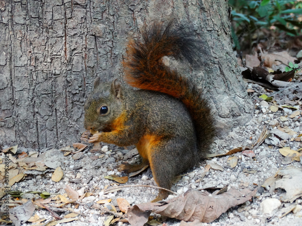 Obraz premium red squirrel eating a nut