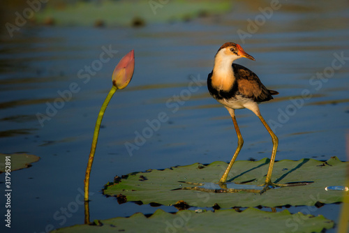 Jacana at play on a lotus lily pad. photo