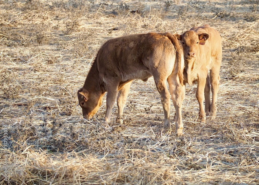 Cattle-cute newborn cow calves on a meadow Cattle-cute newborn cow calves on a meadow