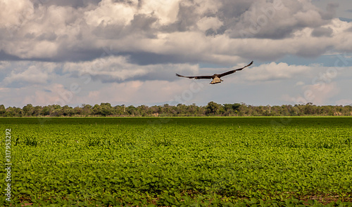 airplane flying over green field