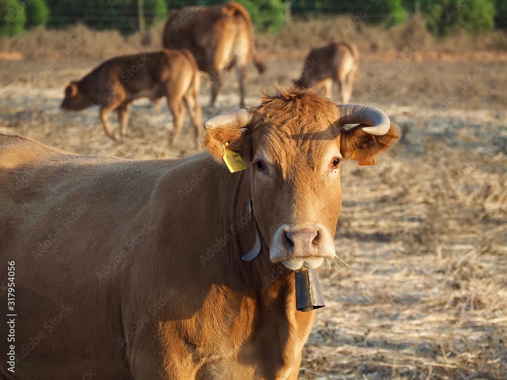 Cattle-cow herd with calves on a meadow Cattle-cow herd with calves on a meadow