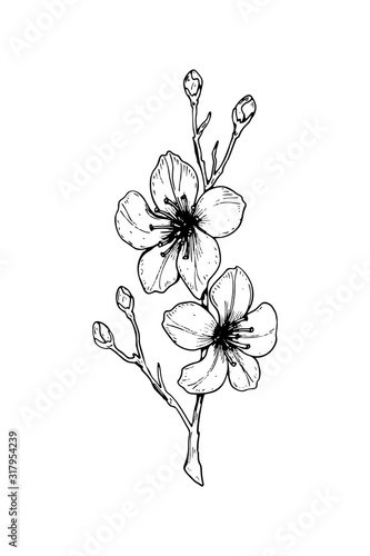 Hand drawn cherry blossom branch. Vector illustration in sketch style. Vintage spring flowers.