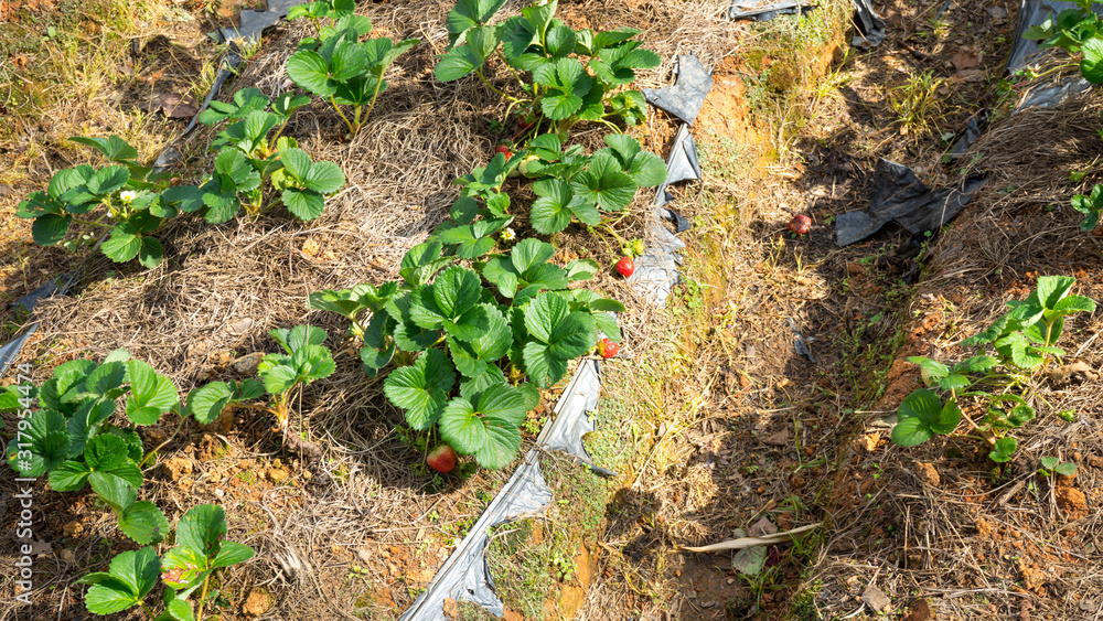 Strawberry plantations in Vietnam in the city of Dalat, there is good weather for growing strawberries. Strawberry plantations in Vietnam in the city of Dalat, there is good weather for growing strawberries.